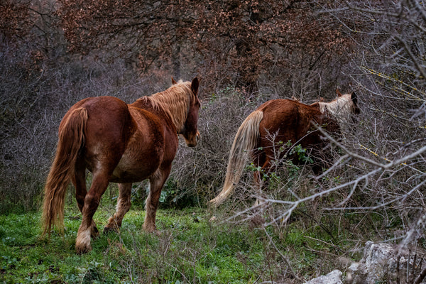 Saged & Spirited Company